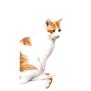 A Serene Orange And White Cat Sitting On A Concrete Block Outdoors. 15659 - Cat PNG image with transparent background
